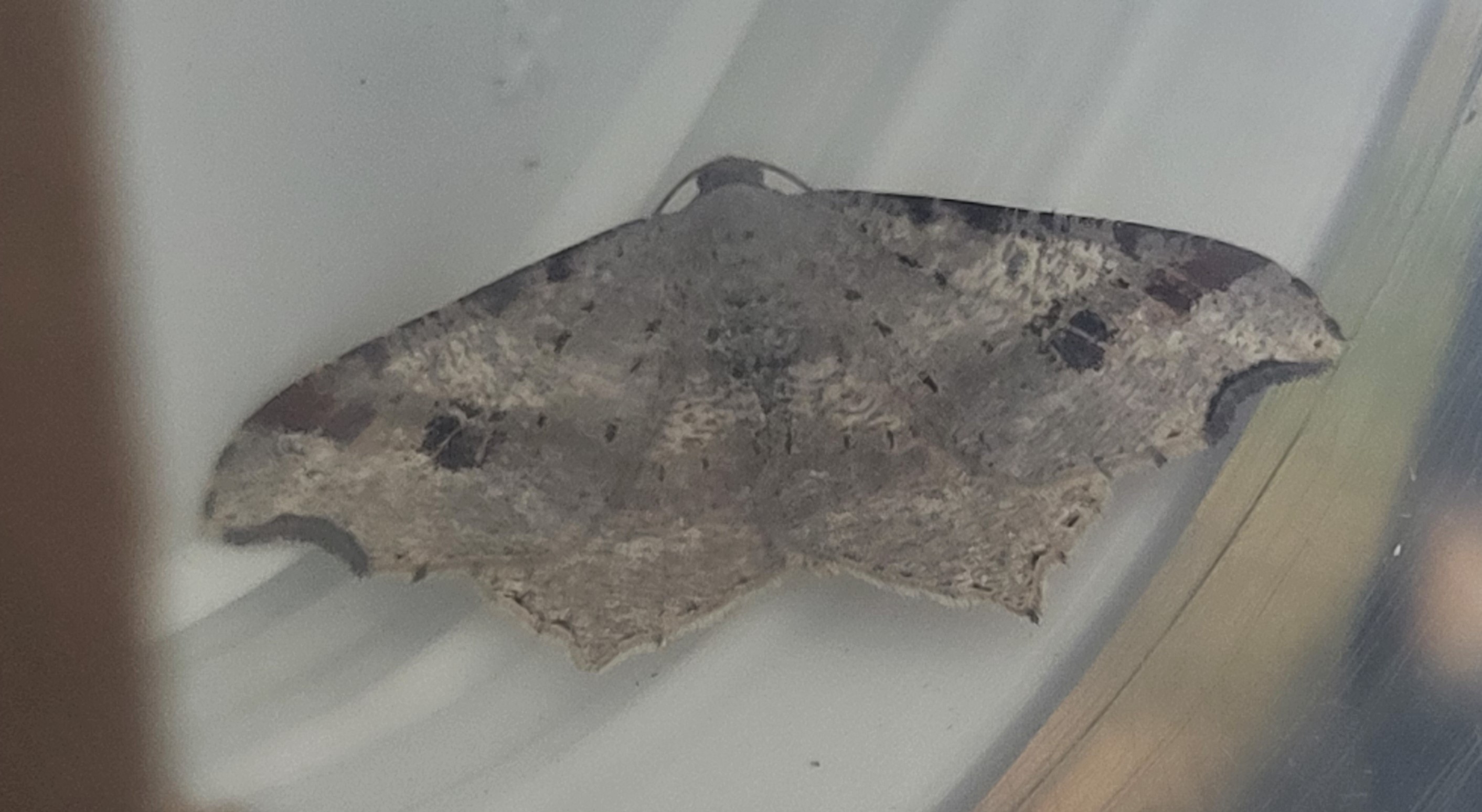 Photo of Sharp-angled Peacock (Macaria alternata)